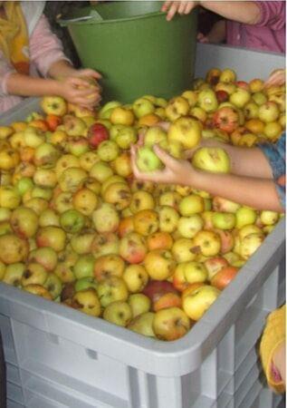 Äpfel werden gewaschen
